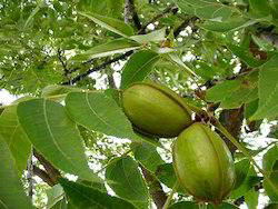 Ipindiasuppliers