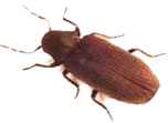 Ipindiasuppliers